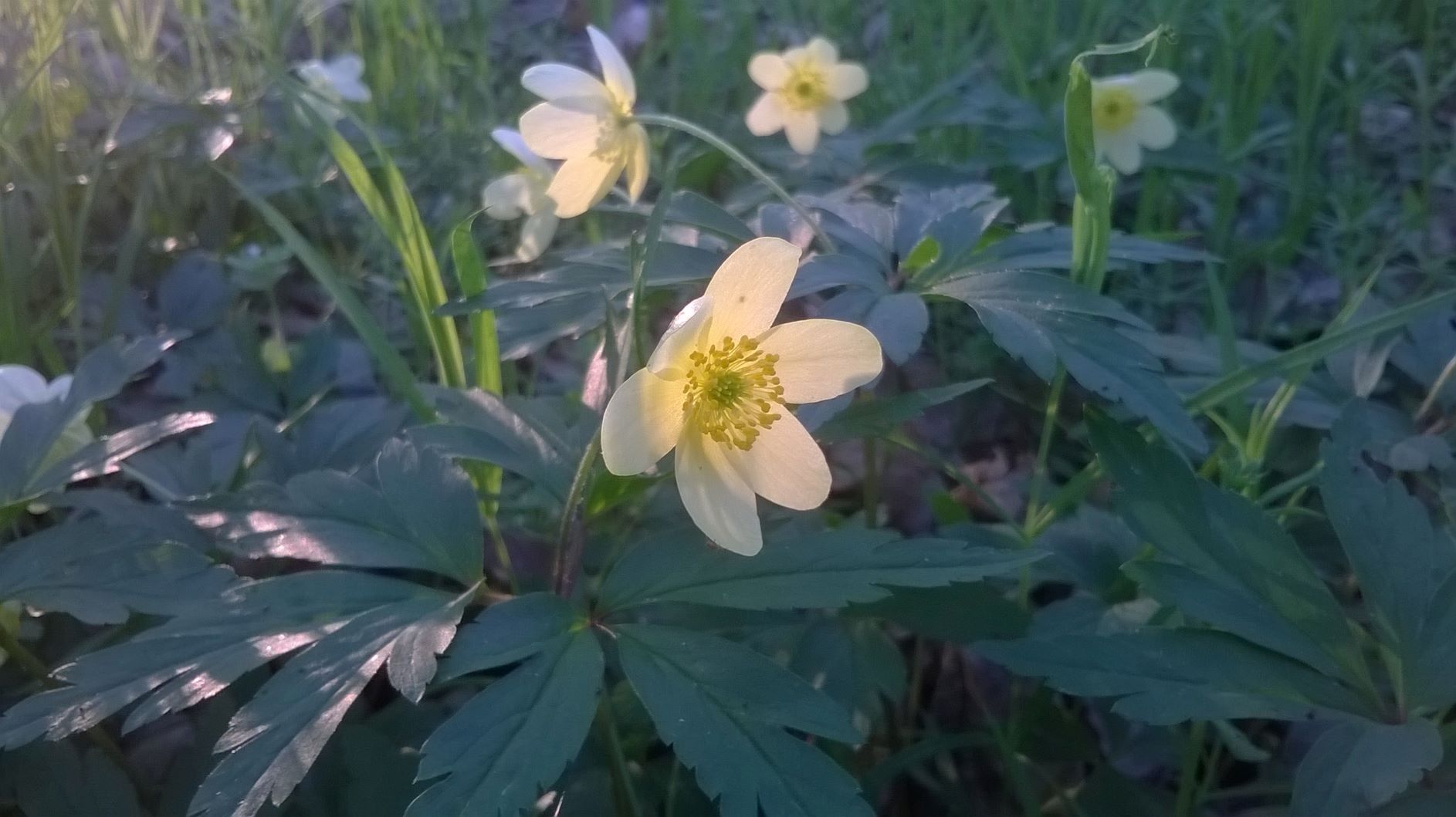 Schwefelgelbes oder Leipziger Buschwindröschen (Anemone × seemenii), Foto: Mathias Scholz